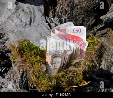 Nestegg, Notgroschen. Notgroschen, Einsparungen, gespeichert Geld Bar, UK Sterling, Pfund-Noten gespeichert. Geld in ein Vogelnest Stockfoto