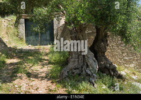 Eine alte Olive Tree, Olea Europaea, steht vor einer alten Garage am alten Skala, Kefalonia, Griechenland Stockfoto