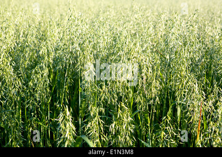 Hafer wächst in einem Feld, Badajoz, Spanien Stockfoto