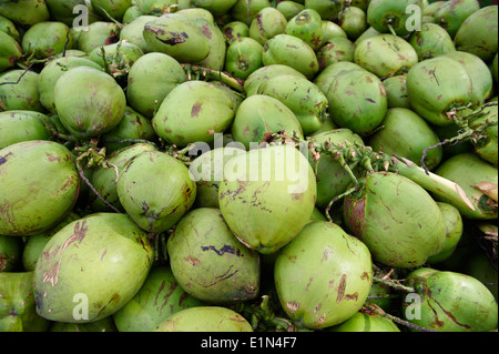 Haufen von frischen grünen brasilianischen Kokosnüsse in tropische Tageslicht im Freien sitzen Stockfoto