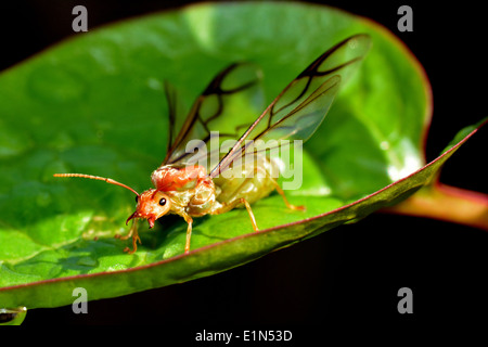 Weaver Ameisenkönigin mit Flügeln Stockfoto