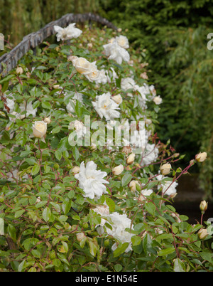 Alte Rosen über eine Brücke in den Gärten von Mottisfont Abbey, Nr Romsey Hampshire Stockfoto