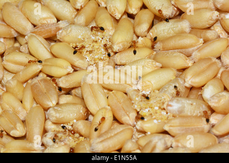 Nahaufnahme von Ameisen auf Weizenkörnern. Stockfoto