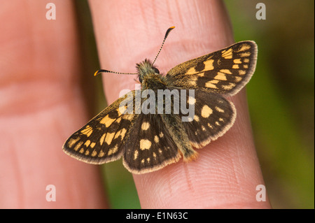 Checkered Skipper Schmetterling ruht auf der Frau Finger Stockfoto