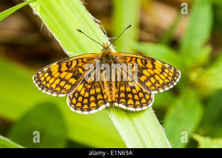 Heide Fritillary Schmetterling ruht Stockfoto