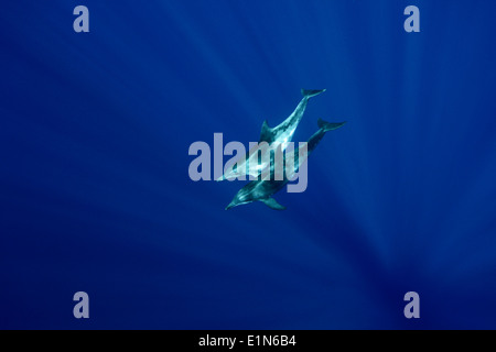 Zwei grob gezahnten Delphinschwimmen aus Funchal, die Insel Madeira, Portugal Stockfoto