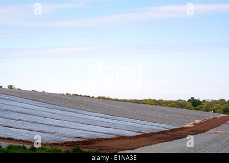 Feld mit Plastikplanen zu Boden vor der Pflanzung zu warm Stockfoto