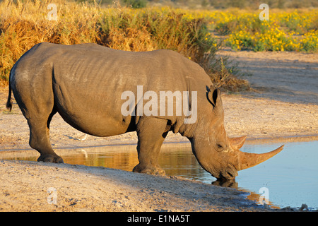 Ein Breitmaulnashorn (Ceratotherium Simum) Trinkwasser, Südafrika Stockfoto