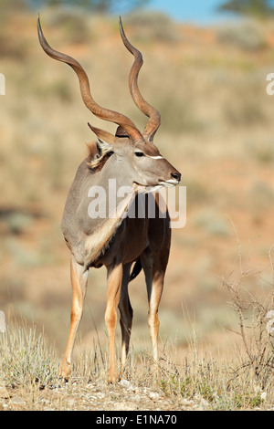 Großen männlichen Kudu Antilope (Tragelaphus Strepsiceros), Kalahari-Wüste, Südafrika Stockfoto