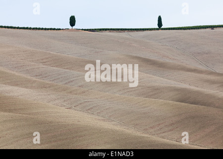 Landschaft mit zwei Bäumen und gepflügten Flächen in Region von Torrenieri, Provinz Siena, Toskana, Italien Stockfoto