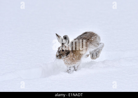 Ein hopping entlang im frisch fallenden Schnee Schneeschuh-Hase Stockfoto