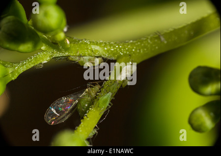 Geflügelten weiblichen Blattlaus und einige junge, auf eine Hortensie Pflanze. Fehler Aphidoidea Stockfoto