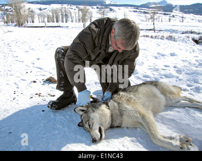 National Elk Refuge Manager Steve Kallin stellt einen Tracking-Kragen an einen Jährling Wölfin 15. Februar 2013 in Jackson Hole, Wyoming. Stockfoto