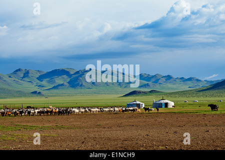 Mongolei, Provinz Zavkhan, Nomaden camp Stockfoto