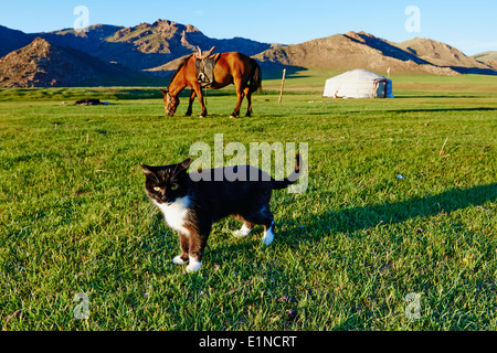 Mongolei, Provinz Zavkhan, Nomaden camp Stockfoto