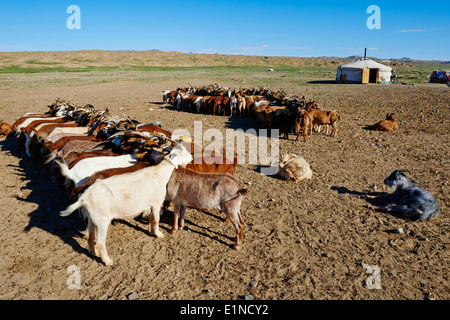 Mongolei, Provinz Zavkhan, Nomaden Camp, bereit für Milch Ziege Stockfoto