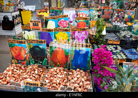 Amsterdam Tulpen Blumenmarkt - Holland Niederlande Stockfoto