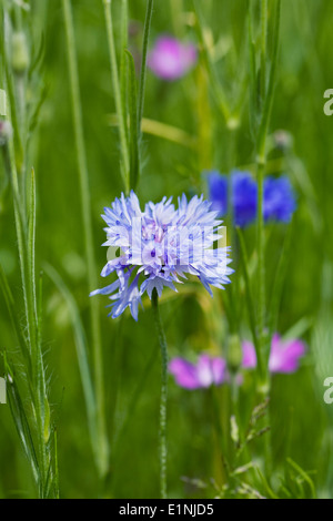 Centaurea Cyanus. Kornblumen in einem Wildblumen Garten. Stockfoto