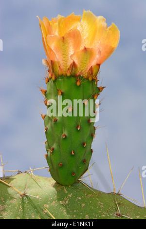 Stachelige Birnenfrucht und Blume Stockfoto