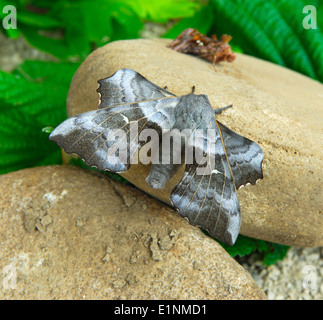 Pappel Hawk Moth Laothoe populi Stockfoto