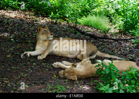 Löwen Lion Indien Asien zwei Löwin entspannend Stockfoto