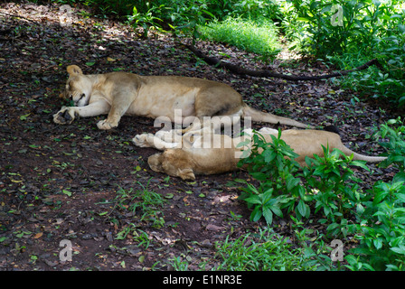 Zwei Löwen schlafen, Löwen schläft im Gir-Forest-Nationalpark Stockfoto