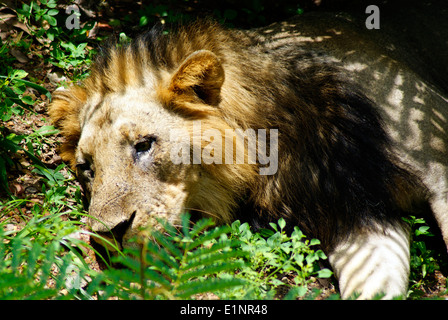 Festlegung von Panthera Leo Persica oder asiatischen Löwen indischer Löwe Löwenkopf Detailansicht Stockfoto