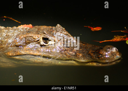 Krokodil im Wasser Krokodil Auge typische Ansicht brillentragende Caiman crocodilus Stockfoto