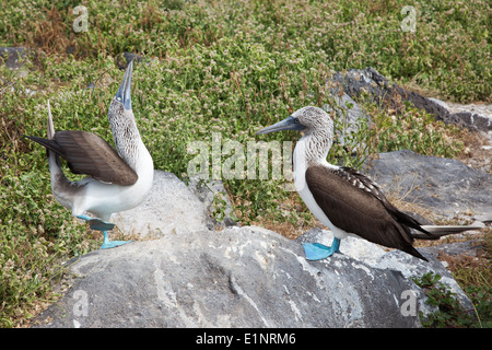 Blaufußboobies (Sula nebouxii) Balztanz auf der Insel Espanola auf den Galapagos-Inseln Stockfoto