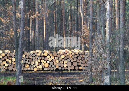 Velours Bäume im Wald Stockfoto