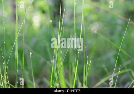 Grashalme mit Wassertropfen im Wald Stockfoto