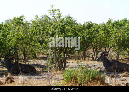 Bull afrikanische große Kudu Antilopen legte sich in der Hitze des Tages ruhen Stockfoto