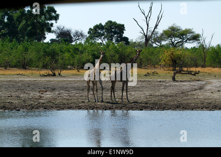 Südlichen Giraffe neben das Okavango-Delta, hervorragende Tierwelt auf einer Safari in Botswana Afrika gefunden Stockfoto