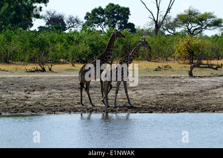 Südlichen Giraffe neben das Okavango-Delta, hervorragende Tierwelt auf einer Safari in Botswana Afrika gefunden Stockfoto