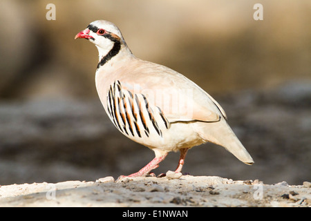 Chukar Rebhuhn oder Chukar (Alectoris Chukar) Bilder aus dem Monat in Israel, Arava-Wüste Stockfoto