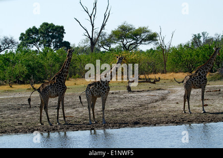 Südlichen Giraffe neben das Okavango-Delta, hervorragende Tierwelt auf einer Safari in Botswana Afrika gefunden Stockfoto