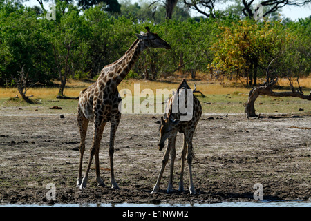 Südlichen Giraffe neben das Okavango-Delta, hervorragende Tierwelt auf einer Safari in Botswana Afrika gefunden Stockfoto