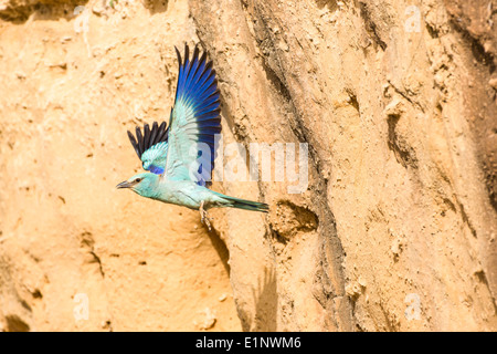 Blauracke (Coracias Garrulus) im Flug. Stockfoto