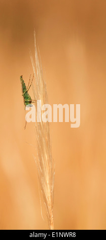 Summer-Mücke (Chironomus Plumosus). Stockfoto