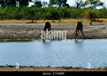 South African Giraffe trinken aus dem Okavango-Delta, herrliche Tierwelt auf Safari in Botswana Afrika gefunden Stockfoto