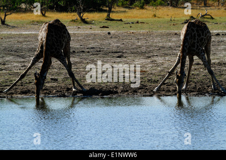 South African Giraffe trinken aus dem Okavango-Delta, herrliche Tierwelt auf Safari in Botswana Afrika gefunden Stockfoto