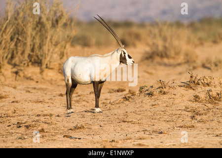 Arabische Oryx (Oryx Leucoryx). Stockfoto