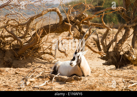 Arabische Oryx (Oryx Leucoryx). Stockfoto