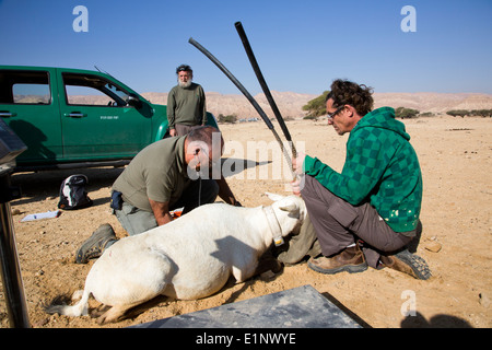 Arabische Oryx (Oryx Leucoryx) wird wieder zurück zu ihrem natürlichen Lebensraum. Fotografiert in der Arava-Wüste, Israel Stockfoto