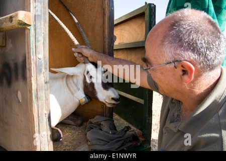 Arabische Oryx (Oryx Leucoryx) wird wieder zurück zu ihrem natürlichen Lebensraum. Fotografiert in der Arava-Wüste, Israel Stockfoto