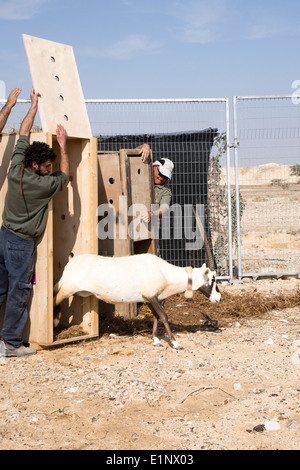 Arabische Oryx (Oryx Leucoryx) wird wieder zurück zu ihrem natürlichen Lebensraum. Fotografiert in der Arava-Wüste, Israel Stockfoto