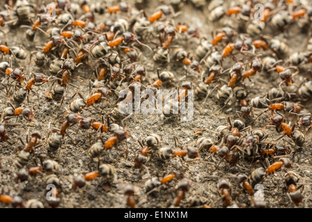 Ameisen-Kolonie auf der Suche nach Nahrung Stockfoto