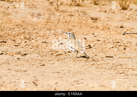 größere Wiedehopf-Lerche (Alaemon Alaudipes) Stockfoto