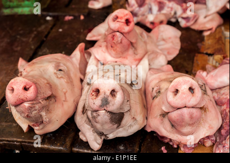 Rohe frische Köpfe der Bio Schwein zum Verkauf an asiatischen Lebensmittelmarkt Stockfoto