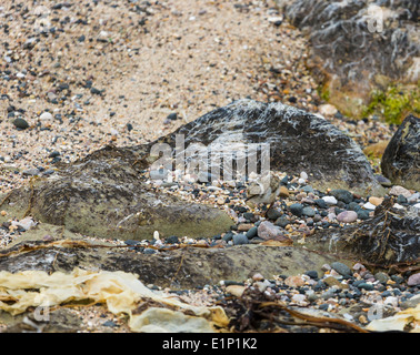 Ein Flussregenpfeifer Regenpfeifer Küken bei fairen Kopf Ballycastle County Antrim-Nordirland Stockfoto